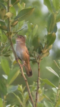 Savi's Warbler Singing #shorts