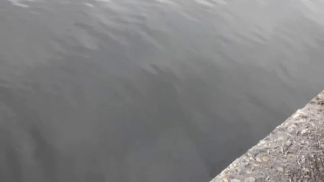 Как доставали поисковый магнит!) смотреть онлайн