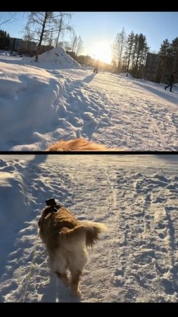 Золотистый ретривер Лея на прогулке #goldenretriever