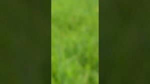 Иван чай дающий хорошее здоровье ,как раньше говарили пейте дети молоко будете здоровы