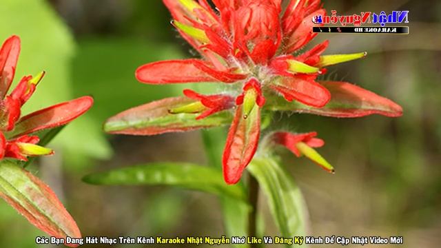 Lời Thương Chưa Ngỏ Karaoke Tone Nữ Nhạc Sống - Phối Mới Dễ Hát - Nhật Nguyễn смотреть онлайн