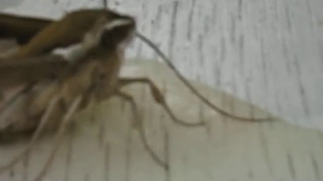 Hyles galli (sphinx de la garance) Sphingidae смотреть онлайн