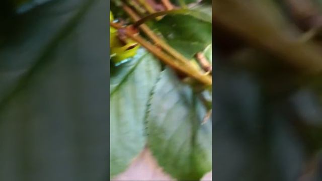 КАК ВЫКОРМИТЬ ГУСЕНИЦ САТУРНИИ БОЛЬШОЙ и БРАЖНИКОВ ДОМА! ЭНТОМОЛОГИЯ. Entomology. Стрим Энтомолога.