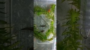Первый раз вижу такое поведение гуппи 🫣