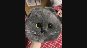 Сумка в виде кошки, реалистичная сумка