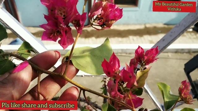 Summer Garden Overview/Permanent summer flowering plants/मेरी बगिया के रंग बिरंगे फूलों के नाम