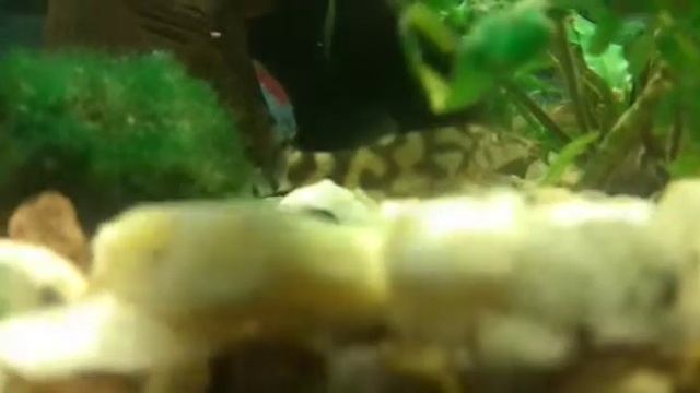 Клип: рыбки же интересные смотреть онлайн