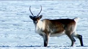 Песенка про северного оленя...