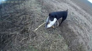 # 7 Охота на гуся в Беларуси весной