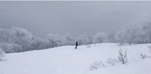 ЗАСНЕЖЕННЫЕ ГОРЫ, ЛЕС, ПРОКАТ №7