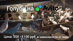 Продажа голубей в Омской области