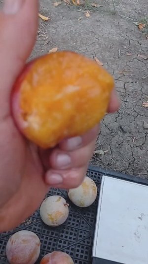 слива  Байрон Голд (полное созревание)