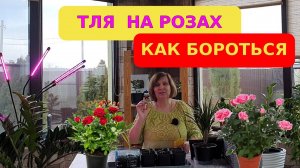 Тля на розах - чем опрыскать, народные средства - мои методы работают!