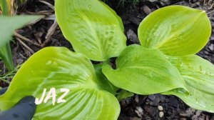 Хоста Jaz...яркая глянцевая красавица #hosta #хоста #сорта #коллекция
