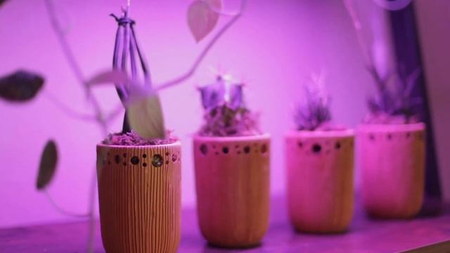 Grow Lights For Absolute Houseplant Beginners