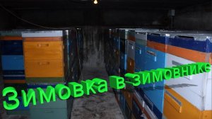 Профессор Пашаян: Зимовка пчёл в омшаннике
