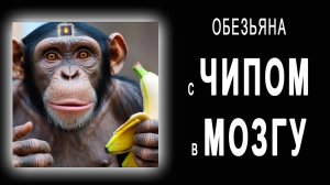 Илон Маск вживил чип обезьяне и теперь она играет в видеоигры силой мысли