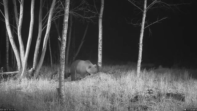 (18.05.2022) Национальный лес. Медведь (Эстония) - Riigimets. Bear (Estonia) смотреть онлайн