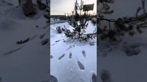 Как узнать примерный возраст сосны