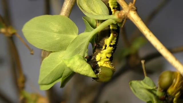 Гусеницы Cephonodes hylas смотреть онлайн