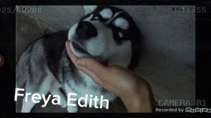 Эдит хаски #хаски #эдит #вампир #собаки #Dogs_lover #собачники