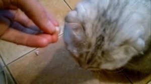 Кошки и кормешки Ручной Кот! 😻💖😻 Scottish Fold (Шотландская вислоухая)