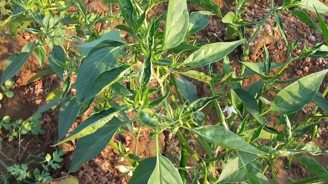 THRIPS & MITES damage in CHILLIES смотреть онлайн