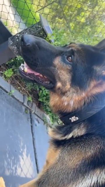 GSD wearing the Kontrol Collar 😍 смотреть онлайн
