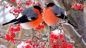 Снегири на ветке❄ (с.Боград, Хакасия)