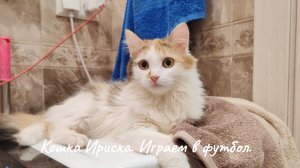 Кошка Ириска. Играем в футбол.