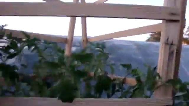 Стоит ли удалять листья у помидор.mp4 смотреть онлайн