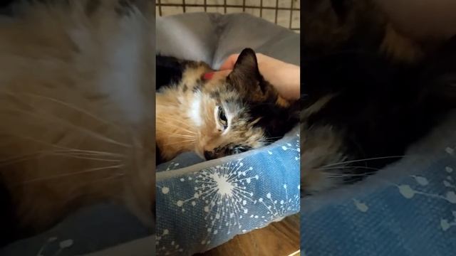 Видео для релакса смотреть онлайн