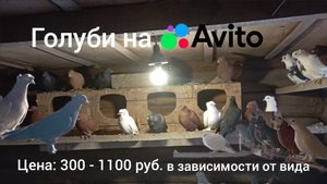 Омская обл. голуби - бойные, гонные. Продажа на авито.