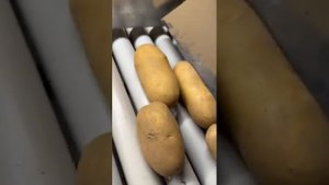 Королева Анна, сорт белорусского картофеля.