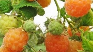 Малина ремонтантная Желтый пингвин