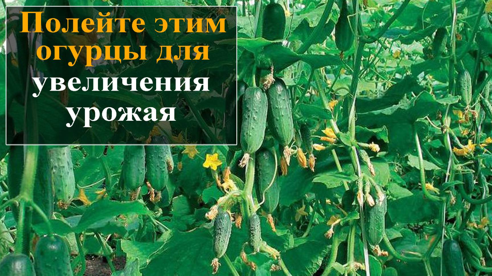 Полейте этим огурцы для увеличения урожая смотреть онлайн