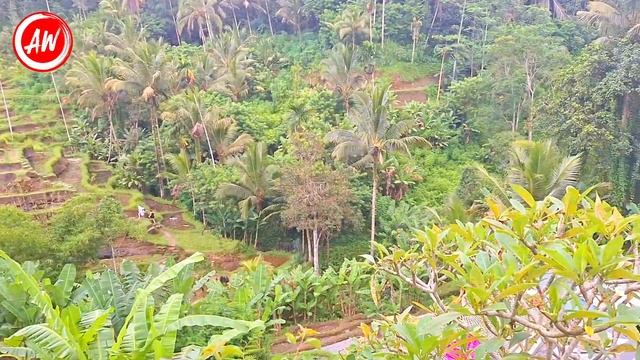 Cafe di Ubud Bali Tegalalang Tis Cafe Paling Worth It di Bali