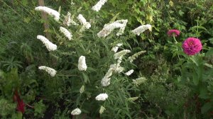 МНОГОЛЕТНИКИ _ СЕМЕНАМИ.  НЕ ПОЗДНО ПОСЕЯТЬ УЖЕ СЕЙЧАС, В ФЕВРАЛЕ .