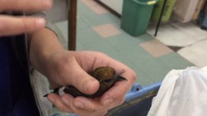 Red Crossbill being examined at WildCare