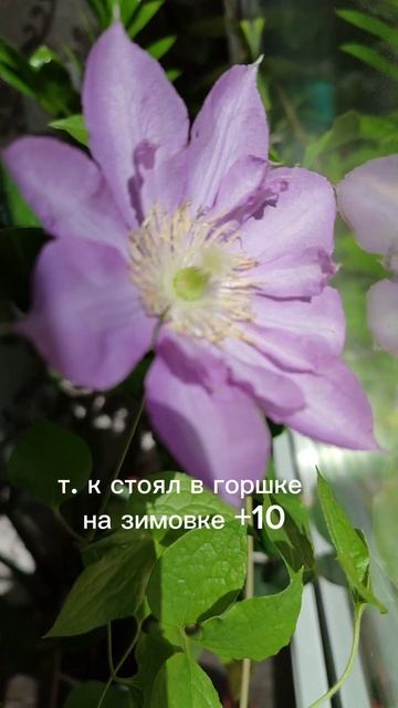 домашнее цветение клематиса " Протеус" #люблюцветы #клематисы #shortvideo #цветоманка #мойсад #весн