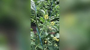 ПАСЫНКОВАНИЕ ВЫСОКОРОСЛЫХ ТОМАТОВ