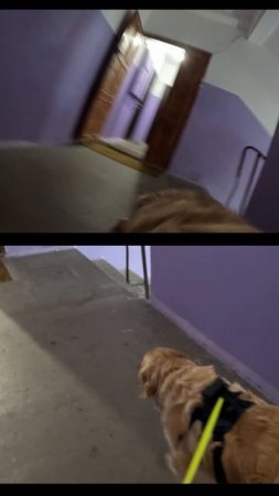 Золотистый ретривер Лея идет на прогулку #goldenretriever