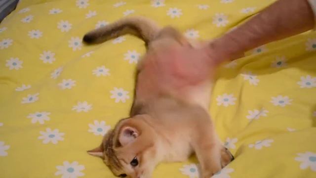 Imperial Brilliant Fedot /BRI ny25/ смотреть онлайн