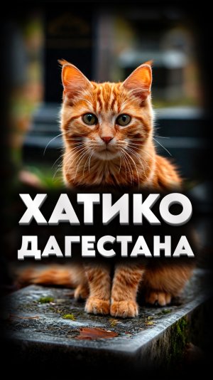 КОШКА ХАТИКО😿
#мирадио