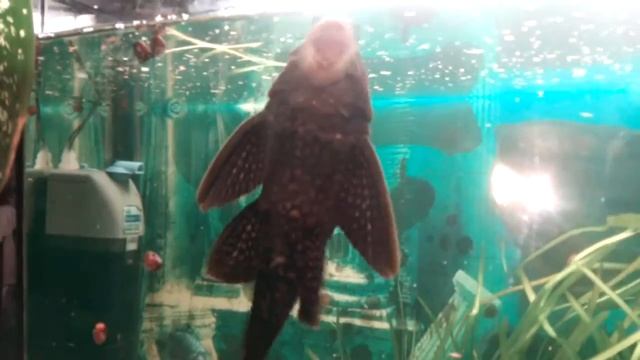 ,, Поцелуй,, сома.. 🐋😄Аквариум смотреть онлайн