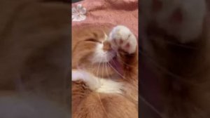 Жирный кот / Fat cat 🐱