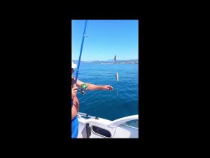 Треска Черного моря.