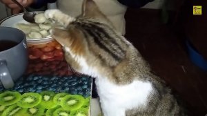 Кот ворует пельмени