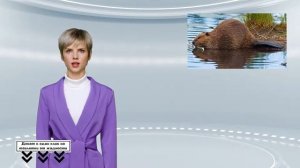 Беларусь открывает охоту на бобра и выдру