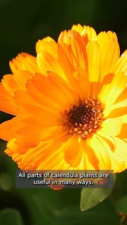 The calendula flower, as it was the plant used in history for medicinal and culinary purposes.